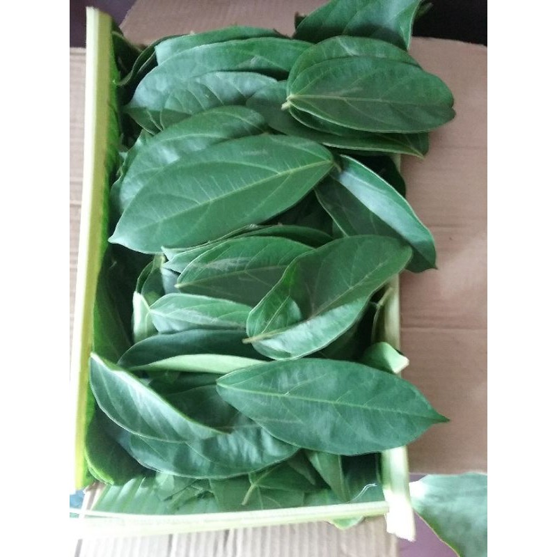 DAUN CINCAU HIJAU PERDU SEGAR untuk minuman es cincau jelly cincau homemade