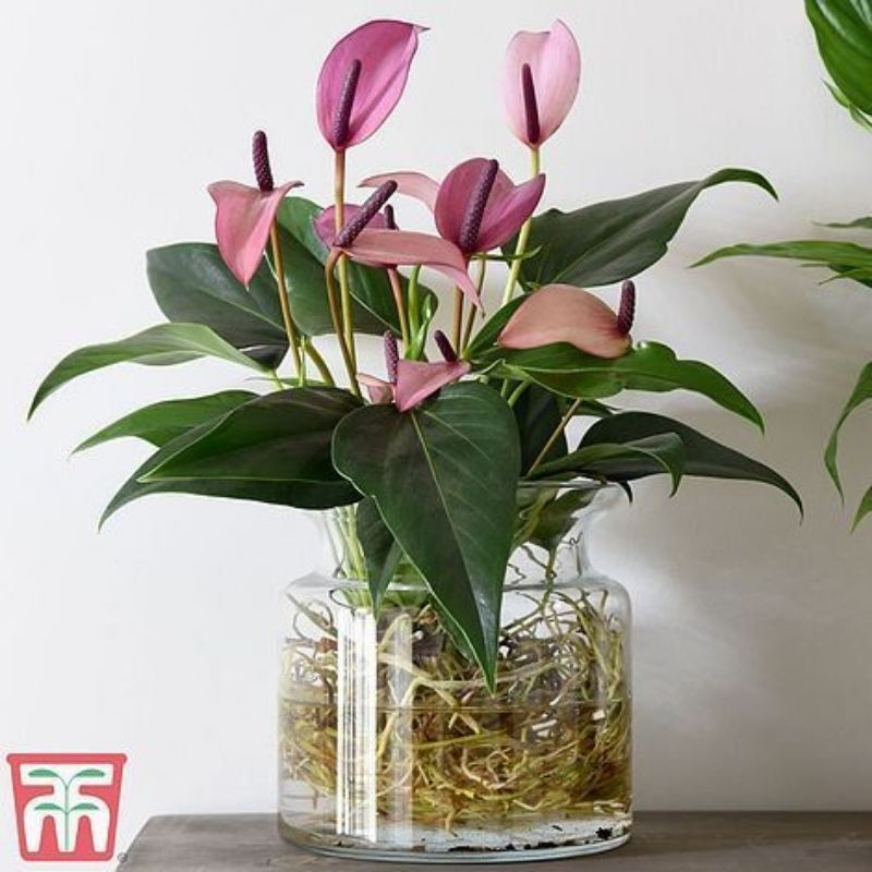 TANAMAN HIAS ANTHURIUM MICKEY MOUSE MAGENTA FLOW