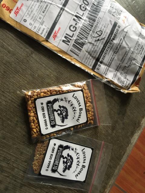 Berisi 500 Biji Benih Bonsai Kawista Batu / Kawista Kerikil Siap Semai