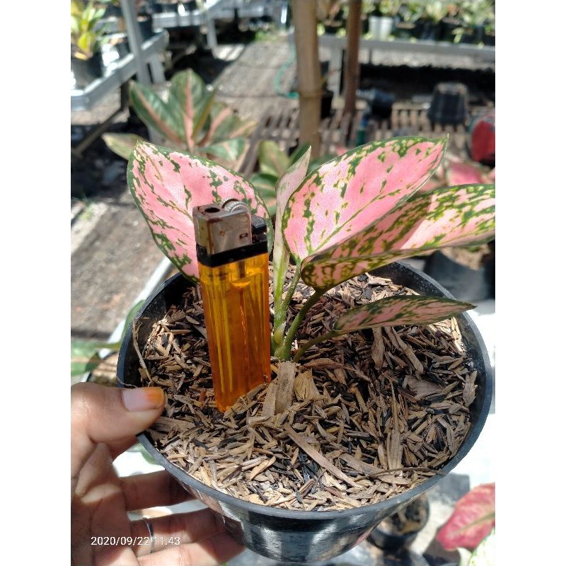 AGLONEMA LADY VALENTINE ANAKAN