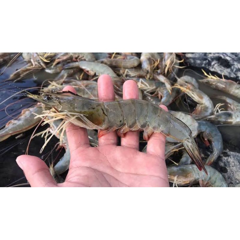 

500gr Udang Segar/ Udang Vaname/ Udang Paname Segar/ Vannamei Shrimp