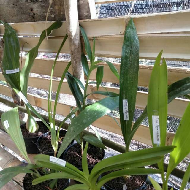 Anggrek species Hutan