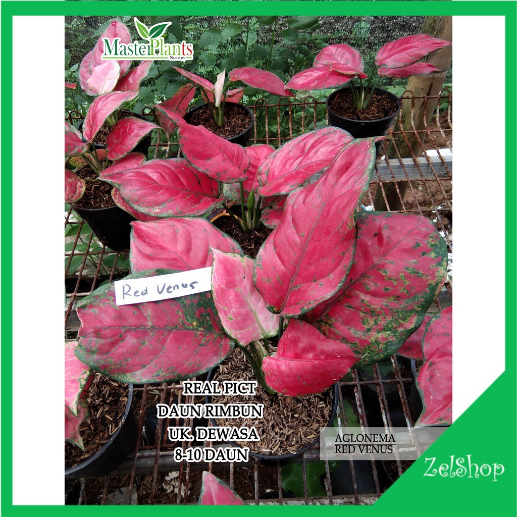 Aglonema Red Venus Dewasa / Aglo Red Venus