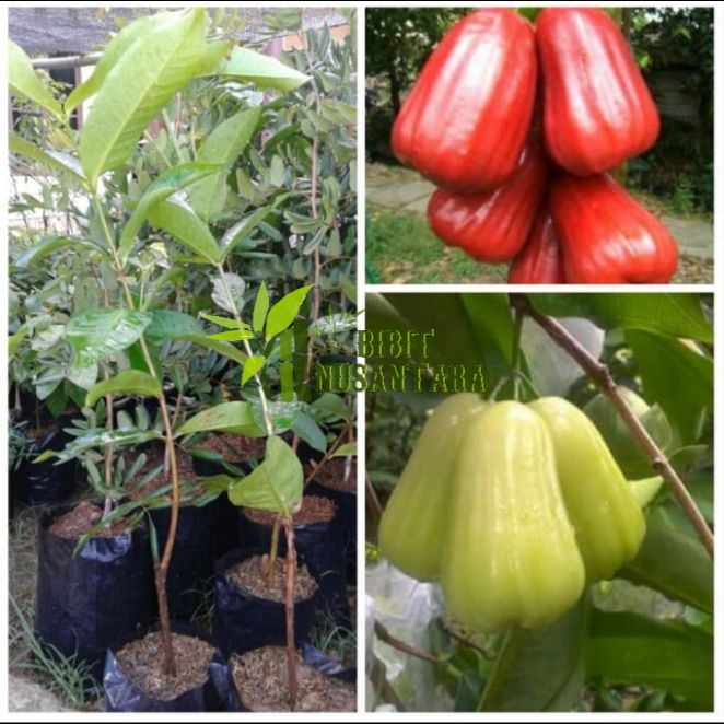 Paket 2 bibit jambu madu deli dan jambu citra