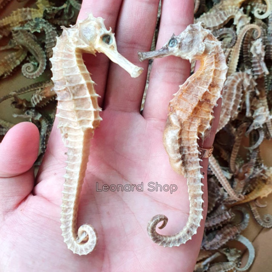 Kuda Laut Kering Besar Super / Herbal Kuat Obat Kesuburan Pria Wanita