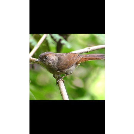 BURUNG FLAMBOYAN JANTAN RAWATAN BUNYI READY