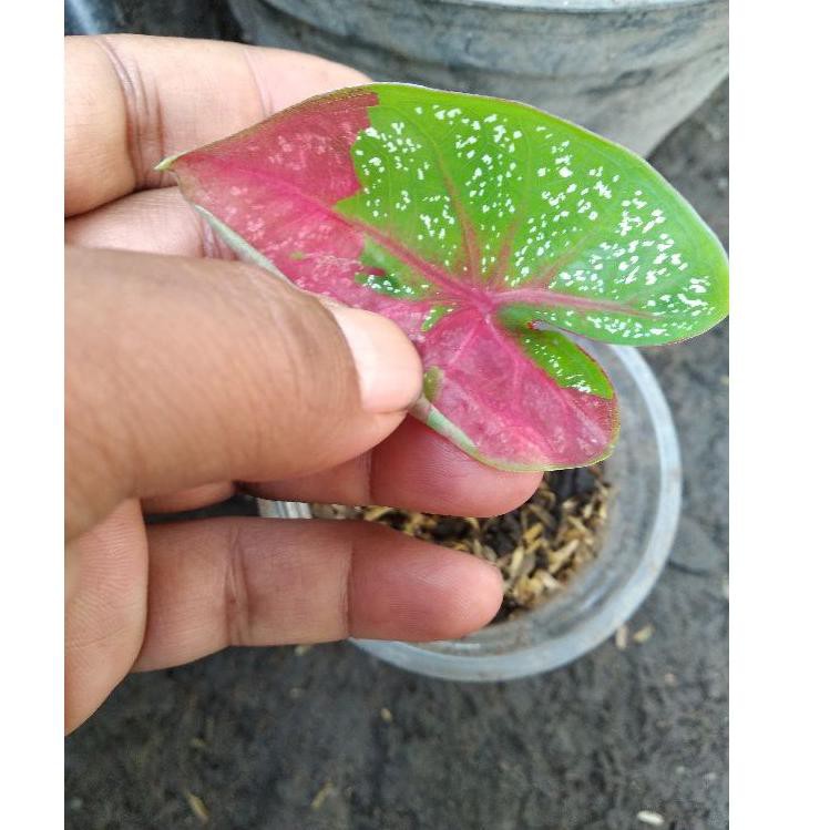 TALAS KELADI BARET MERAH/TALAS KELADI TANAMAN HIAS (KODE J6837)