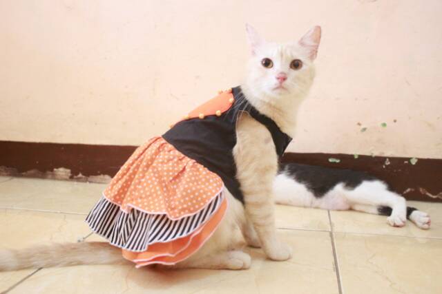 Dress motif lope orange strip lucu untuk kucing size S-XL baju kucibg termurah