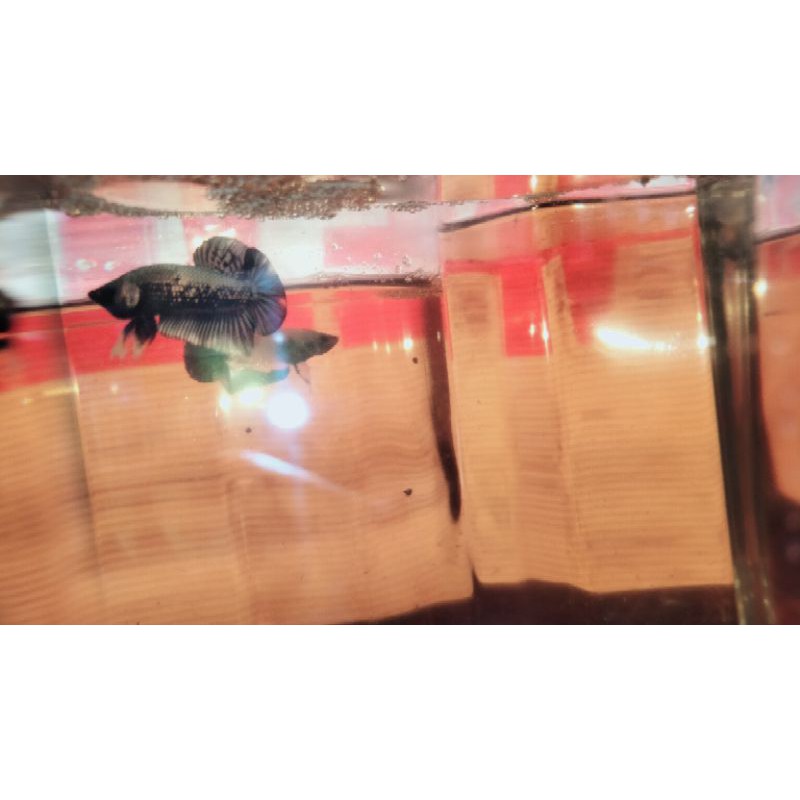 Cupang plakat black samurai