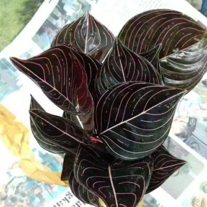 aglonema rotundum aceh / rotundum aceh