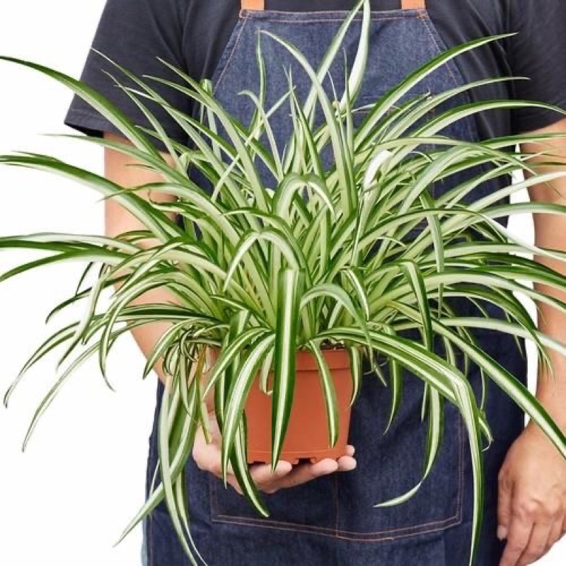 PROMO tanaman hias lily paris / SPIDER PLANT - tanaman lili paris - lili paris . ( Tanaman hias hidu