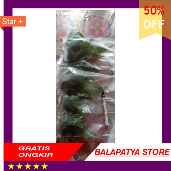 

HOT PROMO !!! kadaka java fern perikat