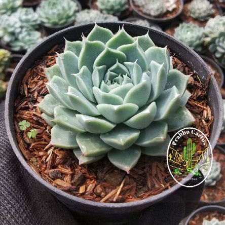 Kaktus sukulen Echeveria Elegans