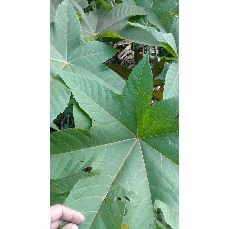 

PROMO DAUN KALIKI MERAH SEGAR 1KG
