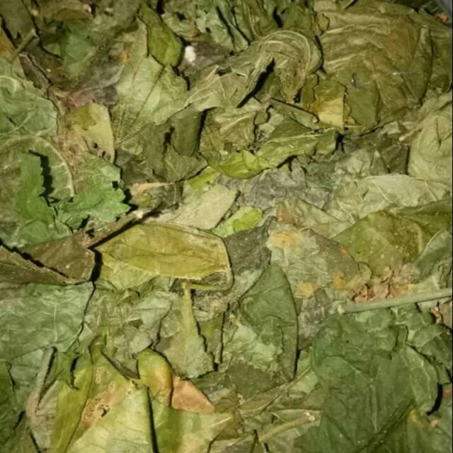 Daun jati belanda kering