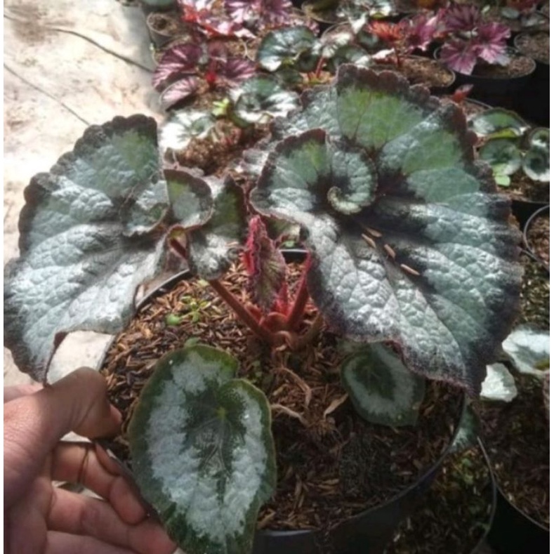 Tanaman Hias begonia rex keong