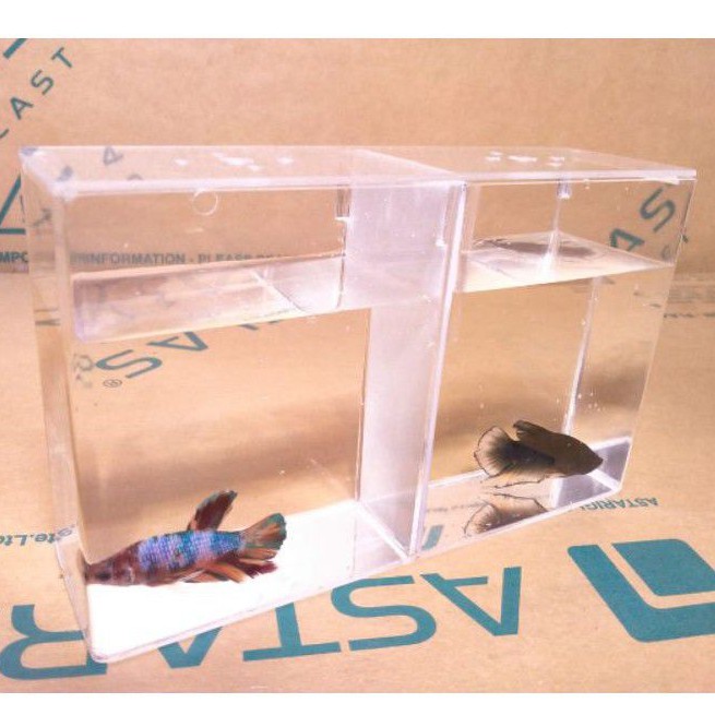 SOLITER AQUARIUM CUPANG AKRILIK 2 kamar 20 x 6 x 12 2mm