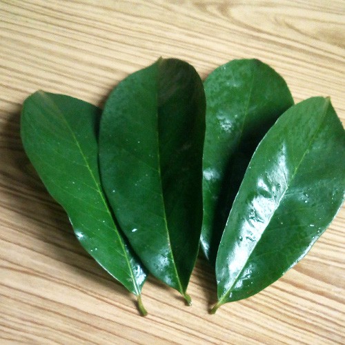 

Daun Sirsak Segar