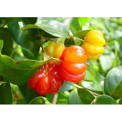 Bibit Buah Dewandaru Unggul - Bibit Buah