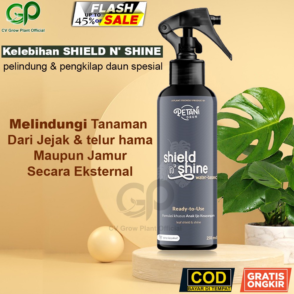 Kilap Daun Aglonema Pengkilap Pengkilat Daun Tanaman Hias Pengkilap Daun Aglonema Pengilap Daun Semi