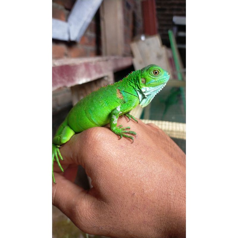 iguana green Juve awal