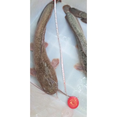 

Lele Monster Wong Sultan