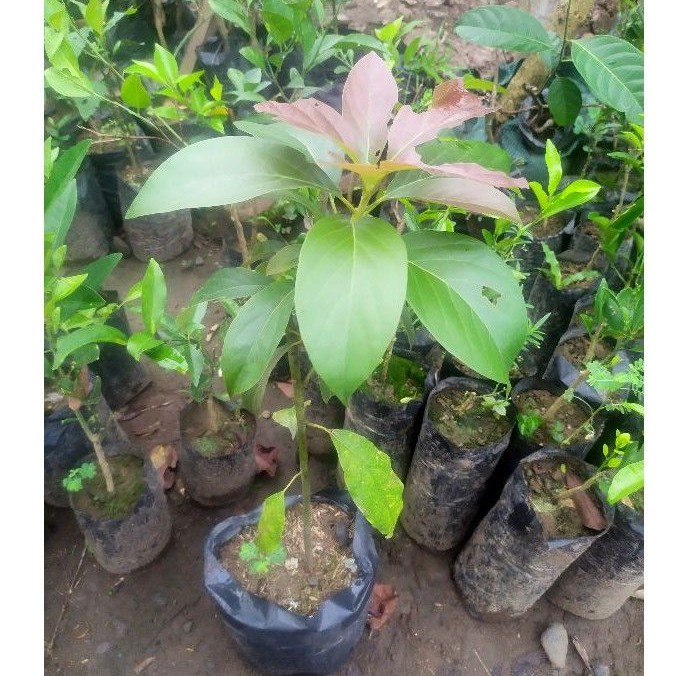 Bibit Alpukat Red Vietnam super genjah