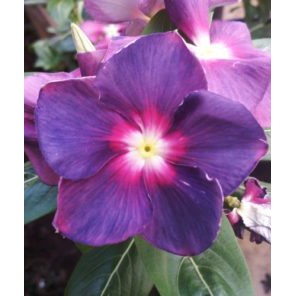 Benih Bunga Vinca Tegak Import