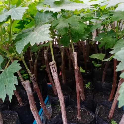 Bibit anggur import taldun hasil grafting