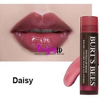 NEW Burt's Bees Tinted Lip Balm Daisy original burt burts color colour warna oil