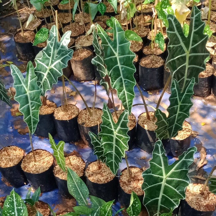 tanaman keladi Amazon / keladi tengkorak