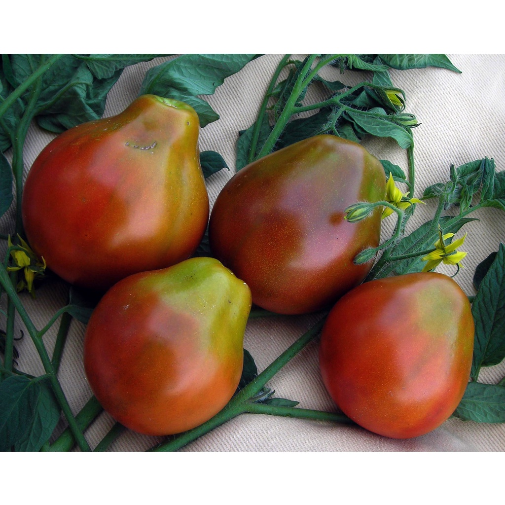 Benih Bibit Biji - Tomat Japanese Black Trifele Black Pear Tomato Seeds