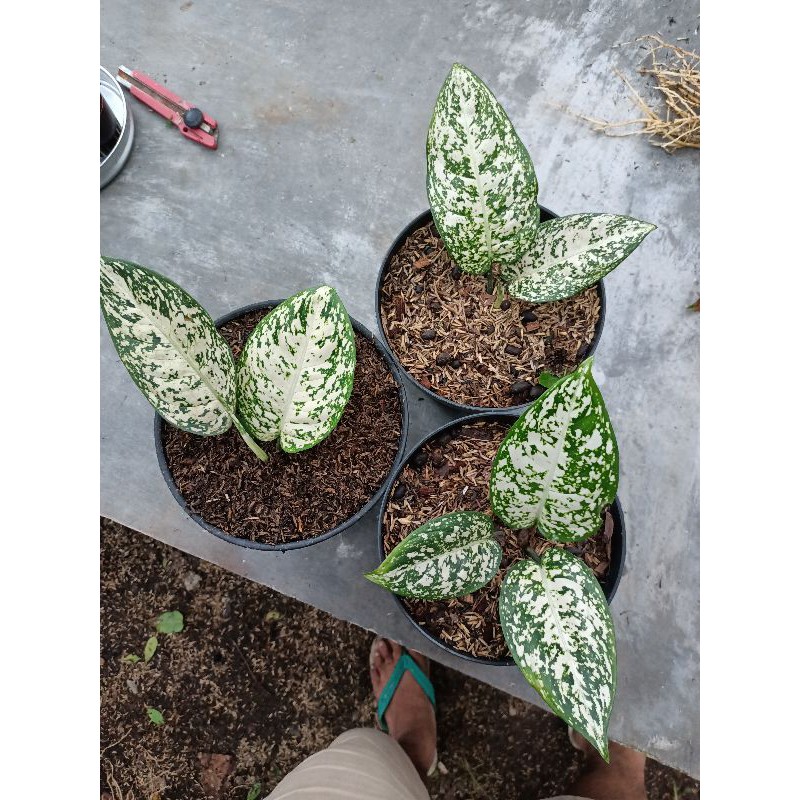 aglonema big leaf