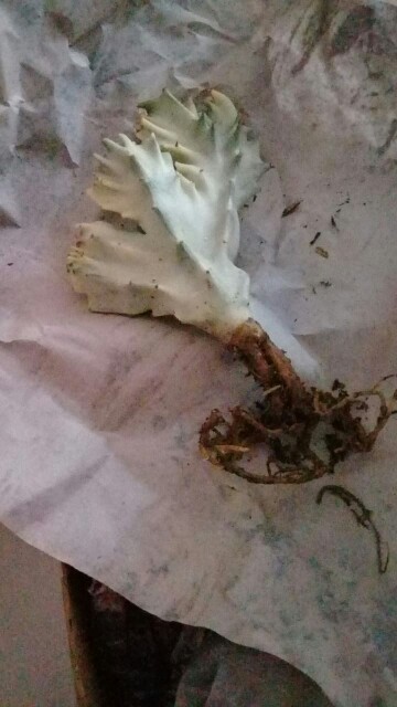 Sukulen Dan Kaktus | Euphorbia Lactea Crested