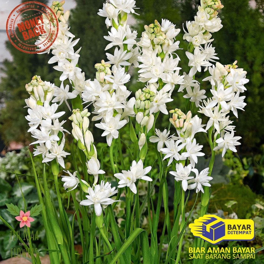 Tanaman Bunga Sedap Malam Hidup Tanaman Sedap Malam Wangi Tanaman Bunga Hidup Sedap Malam bibit beni