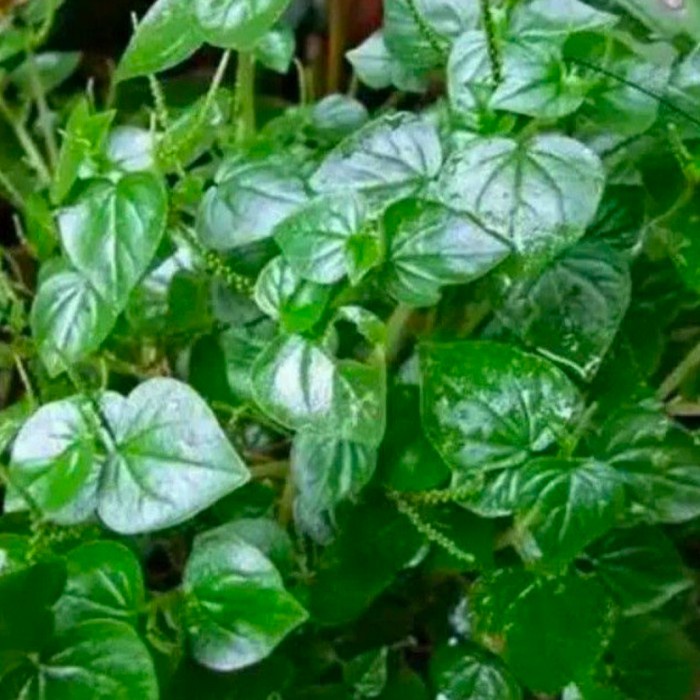 

tanaman suruhan/ketupang air 250gram