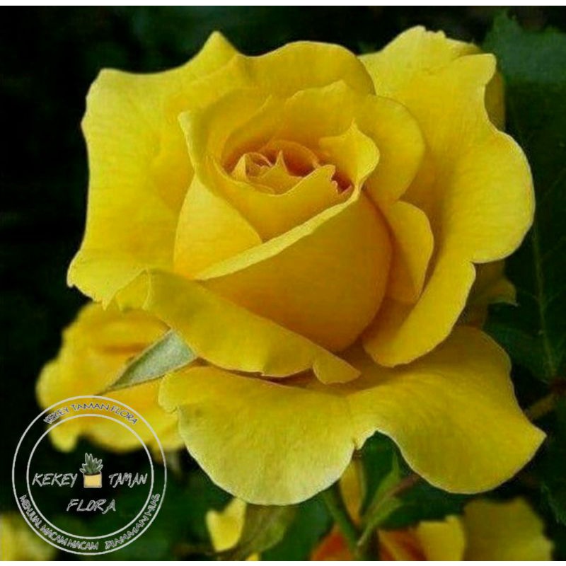 Tanaman Hias Bunga Mawar Bunga Kuning - Tanaman Hias Bunga Mawar Asli Tanaman