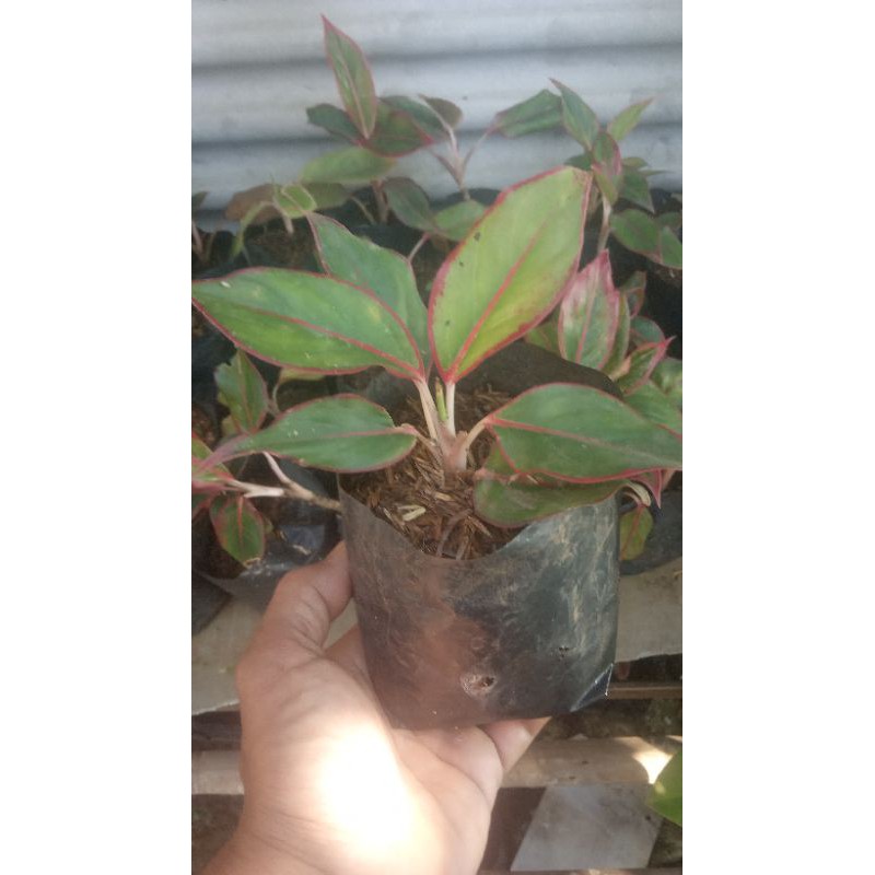 

tanamanhiasbibitaglonemalipstik/merah