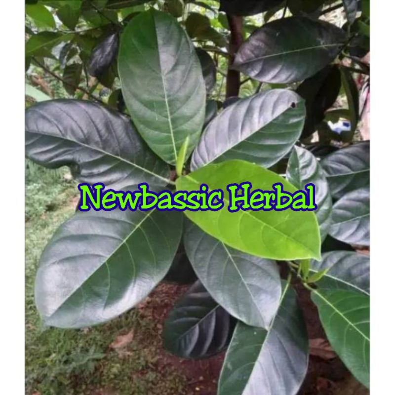 

daun nangka fresh 500g alami herbal