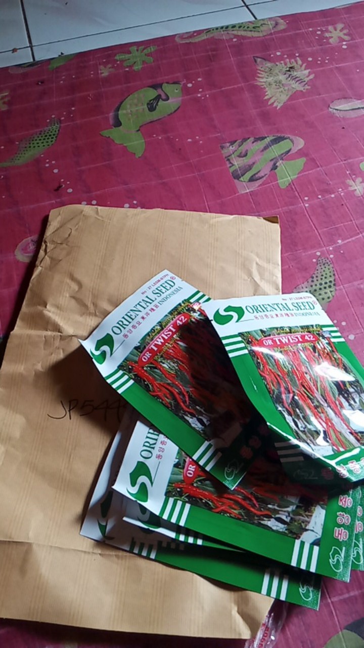 Benih Cabe Keriting Or Twist 42 Cabe Keriting