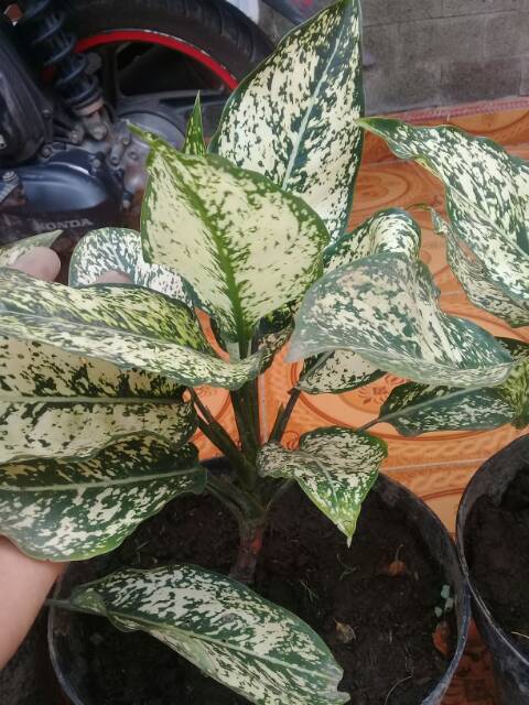 Aglonema SNOWHITE INDUK