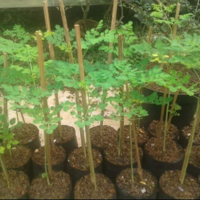 Pohon kelor / bibit pohon kelor / tanaman herbal pohon kelor