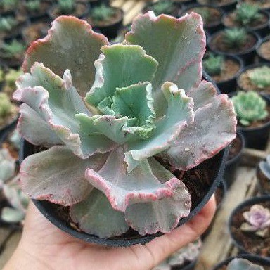 Sukulen Echeveria Chantily Curly Waves Maona Loa