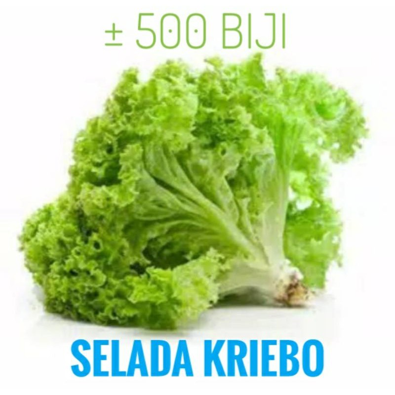 Benih Selada Kribo 500biji Selada Kriebo