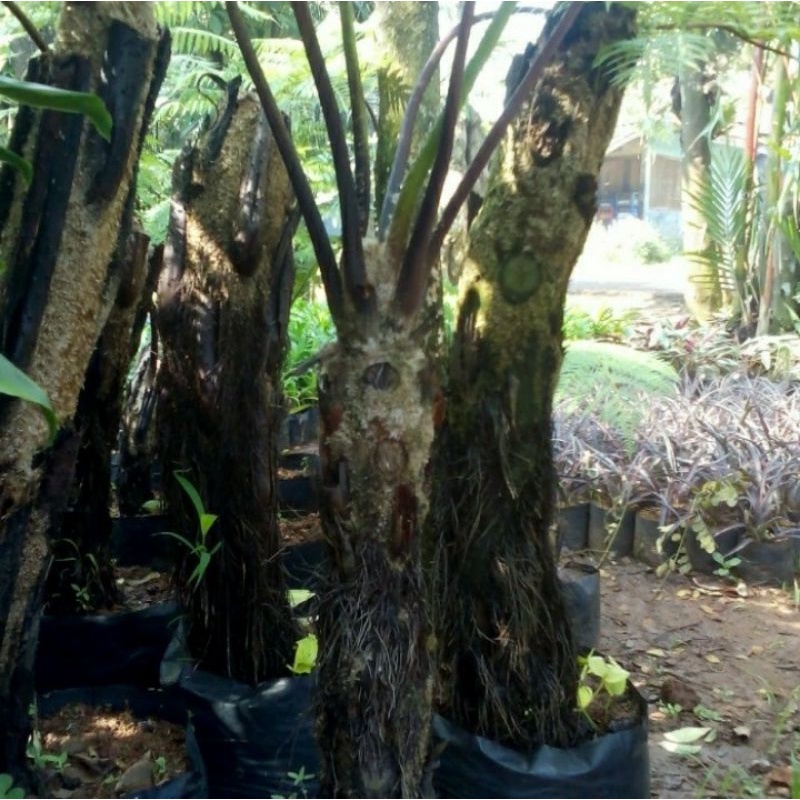 POHON PAKIS PAKU ANDAM