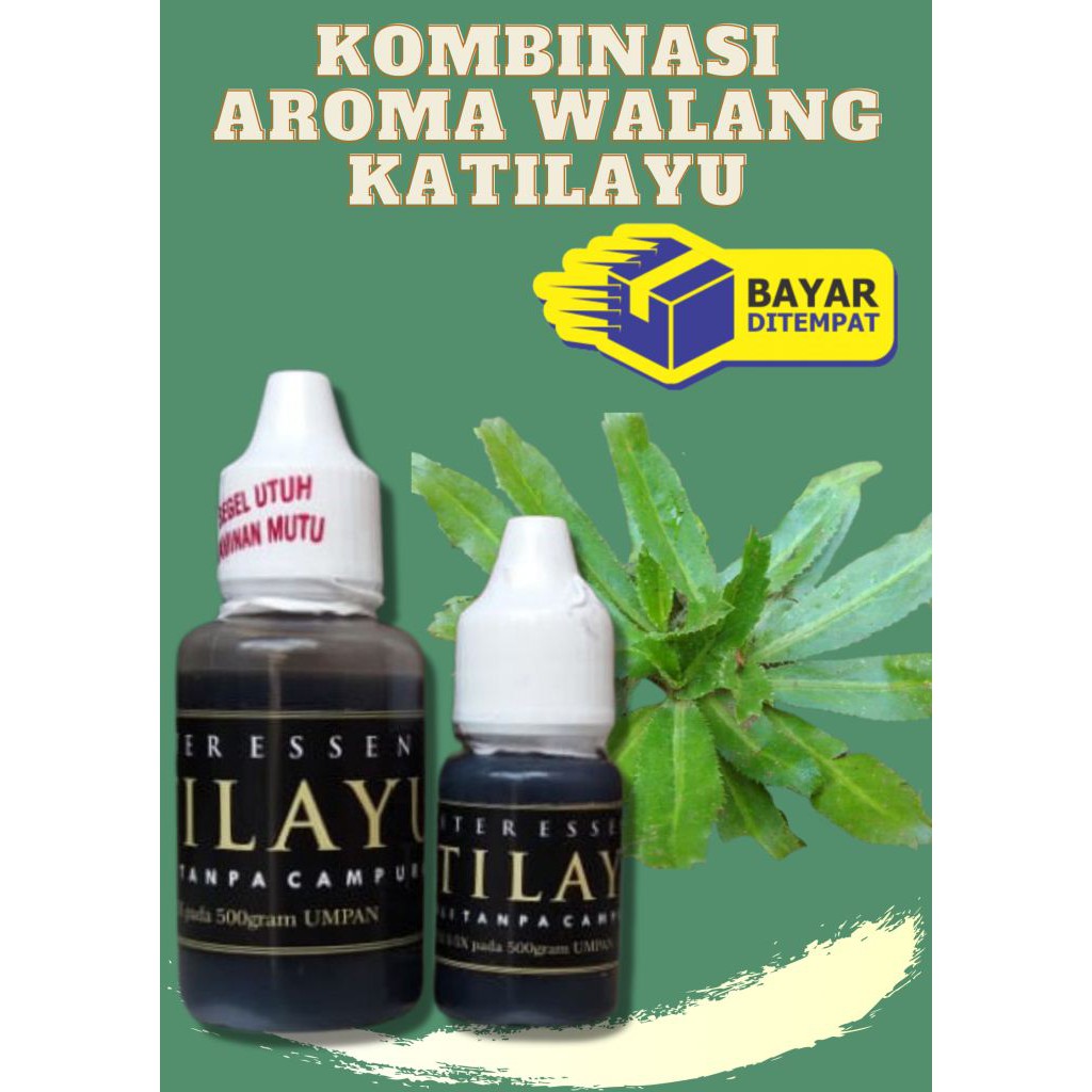 Essen wangi katilayu oplosan walang sangit