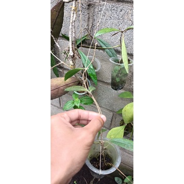 Hoya sulawesiana tanaman sehat riel pict