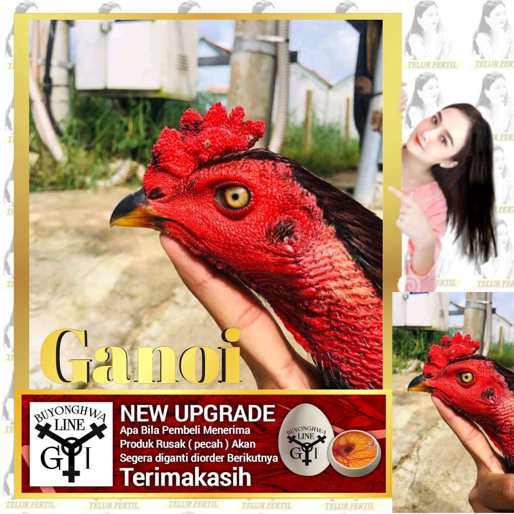 Telur Ayam Ganoi Ori Vietnam Tipe Tetas A10 Laskar Buyonghwa SWEET