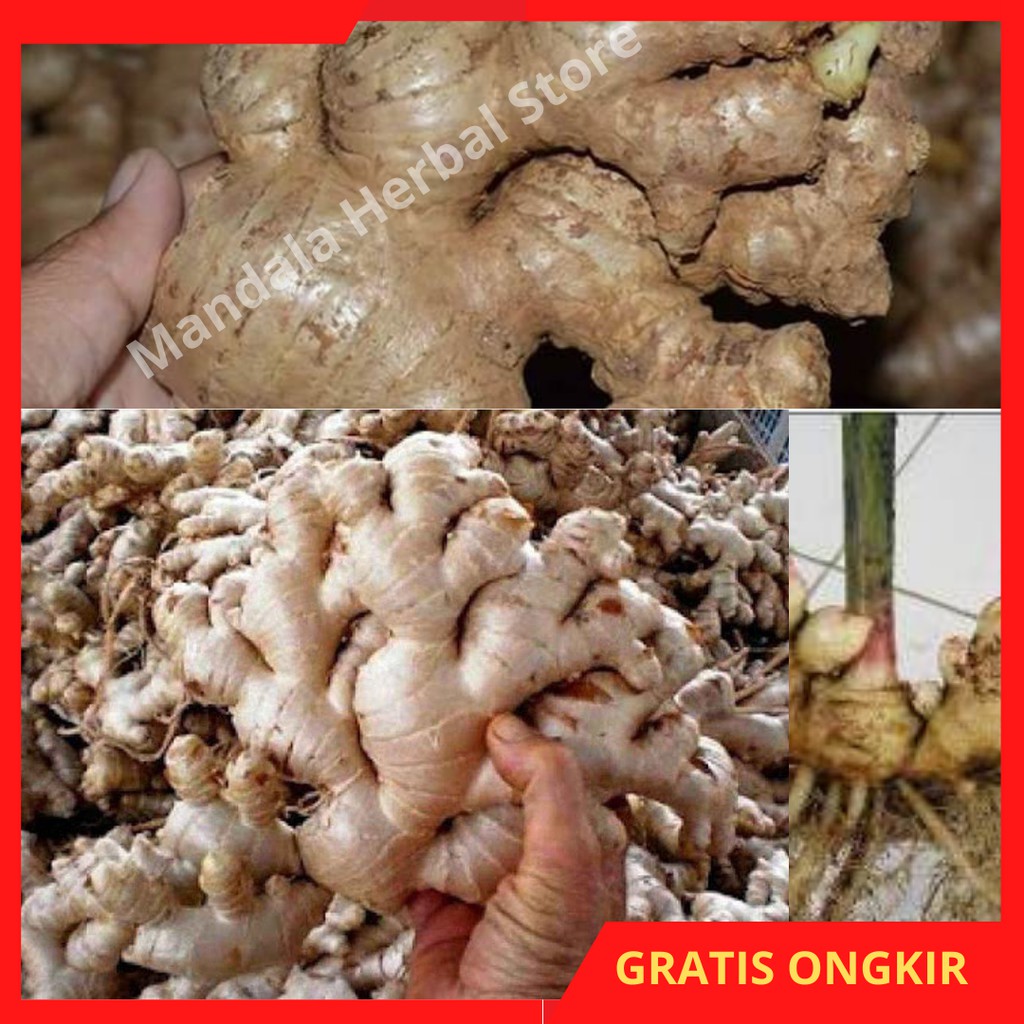 Jahe Gajah 500 gram - Jahe Gajah Segar - Jahe Gajah Putih - Jahe Gajah 1 Kg
