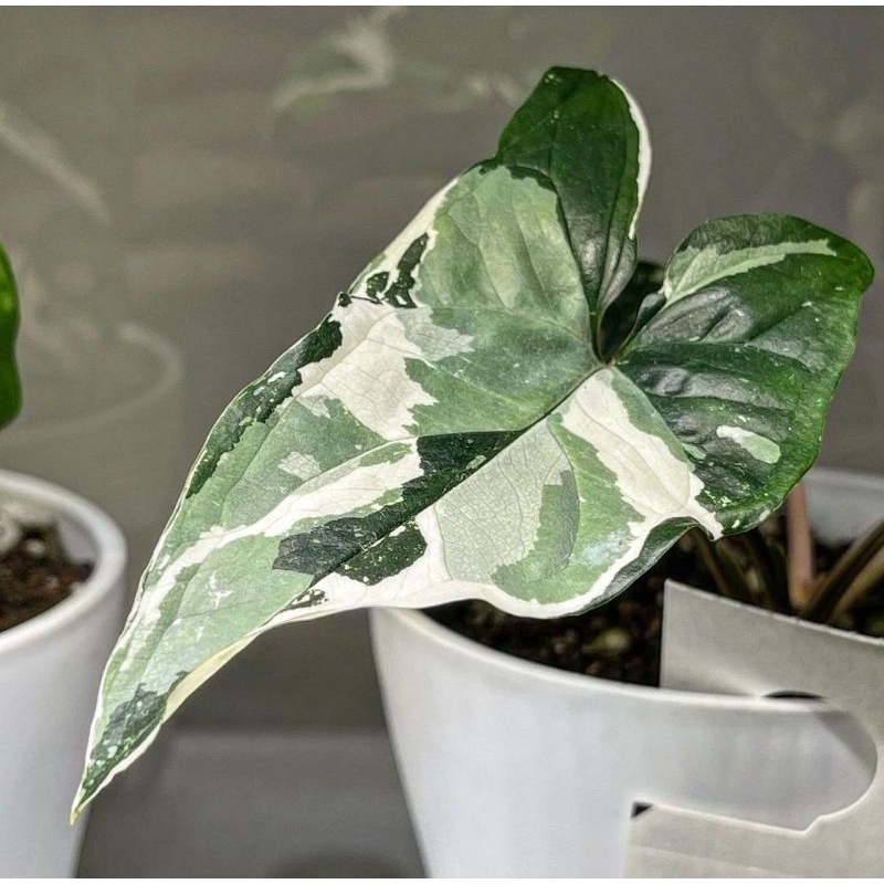 Syngonium Albo Variegata